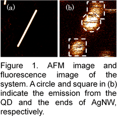 Figure 1. AFM image and fluorescence image of the system. A circle and square in (b) indicate the emission from the QD and the AgNW ends, respectively.